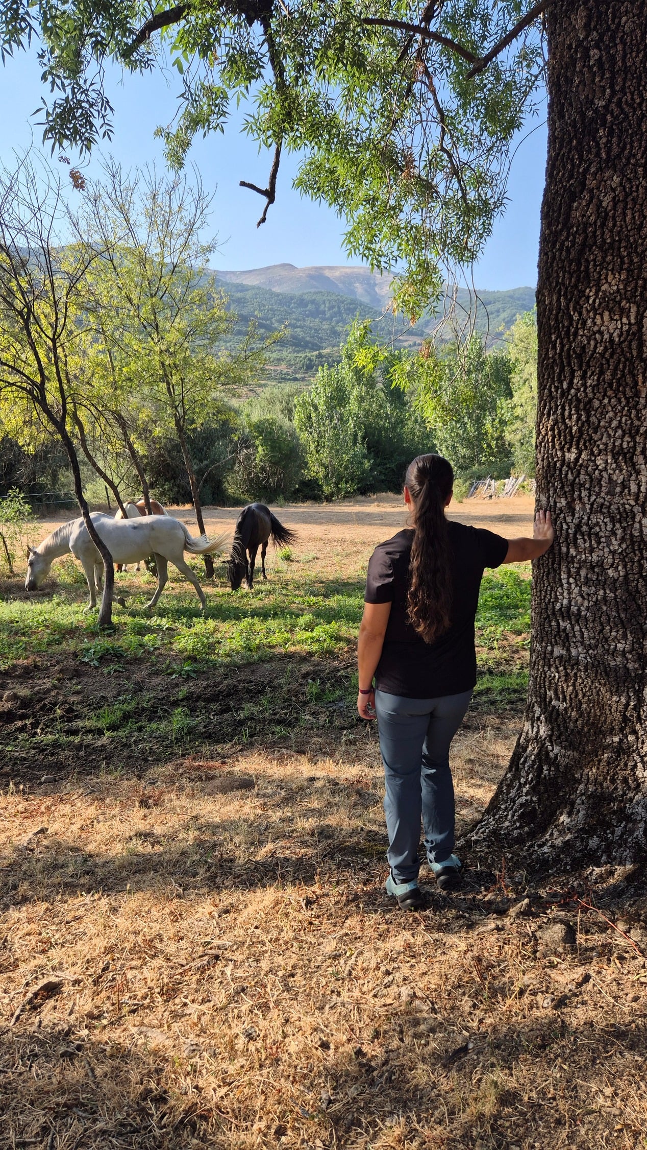 Mindfulness con caballos 1