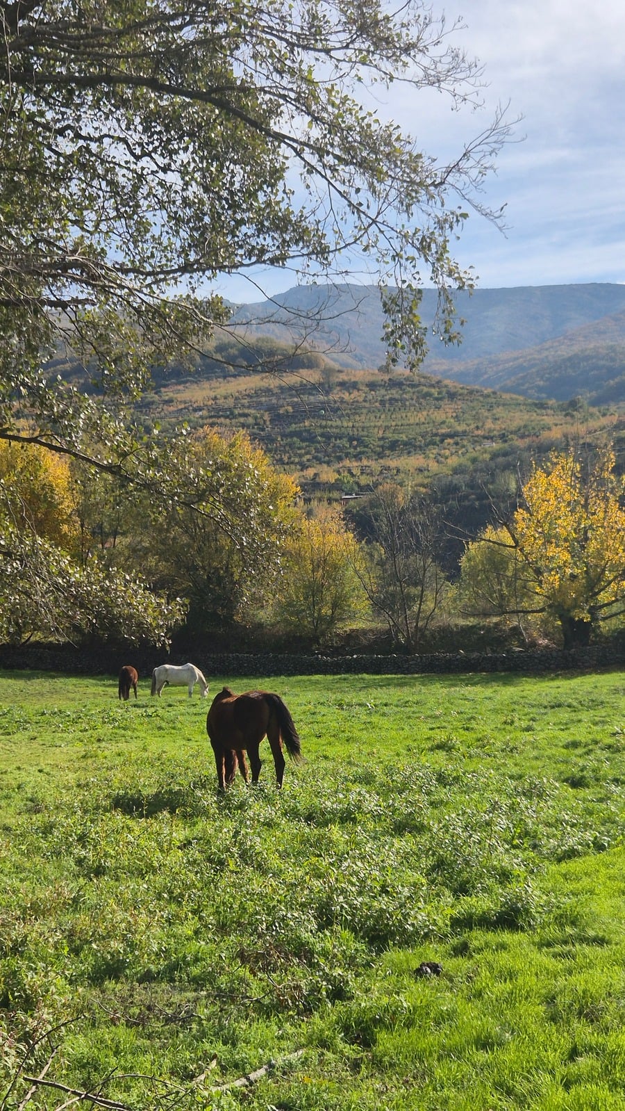 Mindfulness con caballos 2